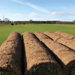 None Classic Fresh Turf Roll