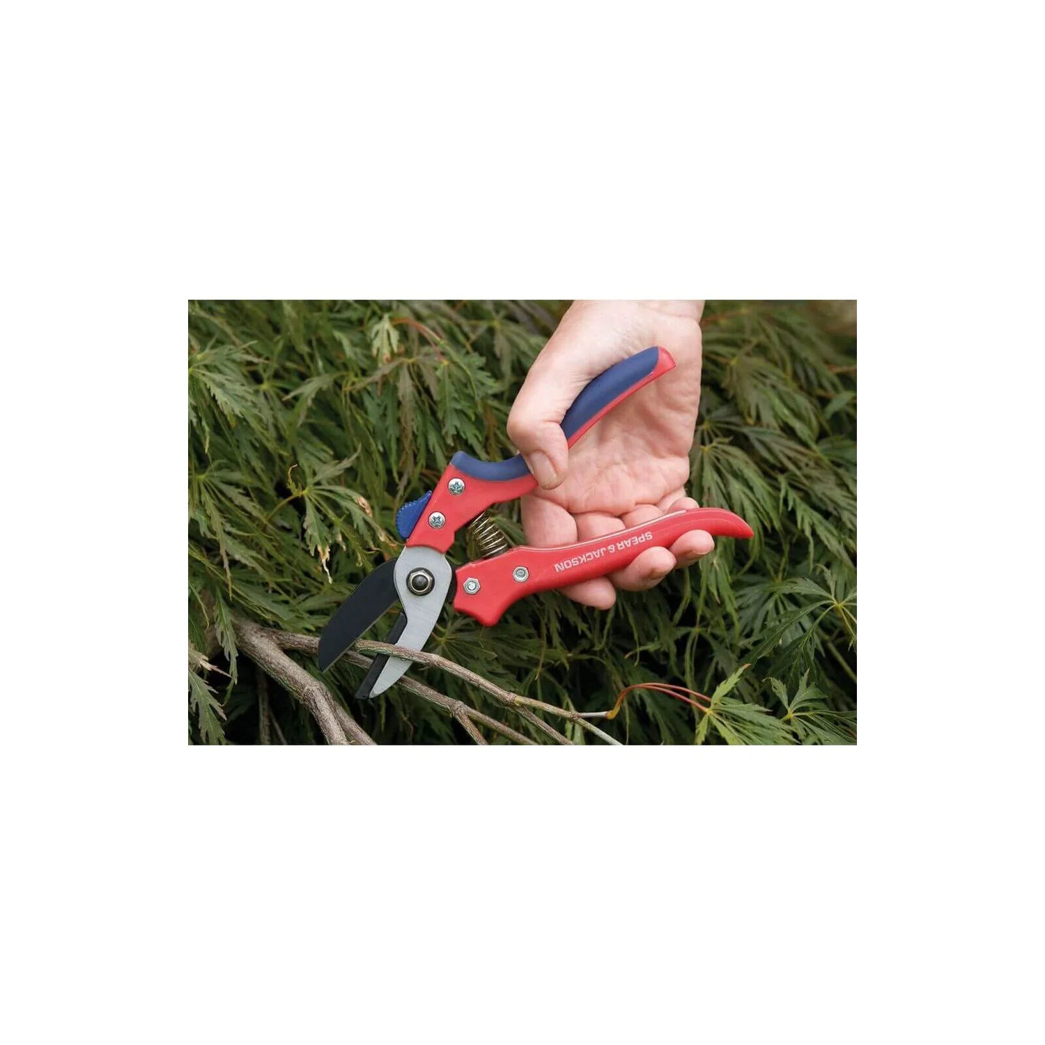Spear & Jackson Razorsharp Medium Anvil Secateurs 5 Spear & Jackson Razorsharp Medium Anvil Secateurs - Image 3