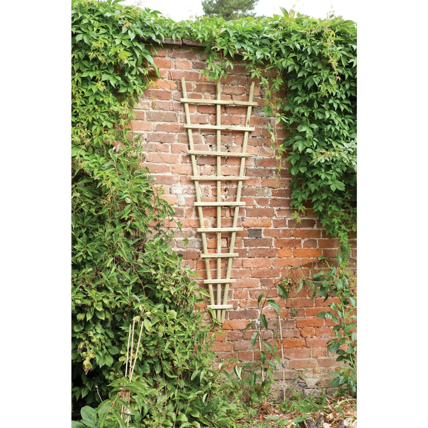 Traditional Fan Trellis 180 X 60cm 3 Traditional Fan Trellis 180 X 60cm