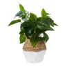 Plant In Two Tone Basket - White & Natural -Lifetime Sales 12833704 1754831603452417