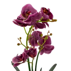 Orchid With Silver Glass Pot - Purple -Lifetime Sales 12879285 2084864281975504