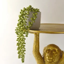 House Beautiful String Of Pearls In Ceramic Pot -Lifetime Sales 12890040 3924857412833165