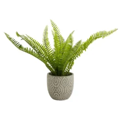 Maidenhair Fern In Ceramic Pot -Lifetime Sales 12890042 1544868121170856