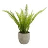 Maidenhair Fern In Ceramic Pot -Lifetime Sales 12890042 9354868121093234