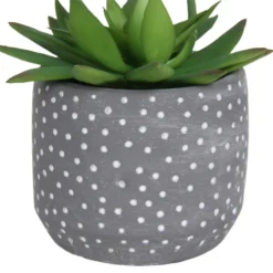 Small Succulent - Grey -Lifetime Sales 12909500 2024869235581411