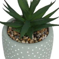Small Succulent - Green -Lifetime Sales 12909501 2094869235594320