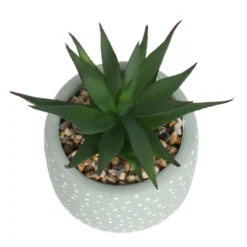 Small Succulent - Green -Lifetime Sales 12909501 6844869235562523