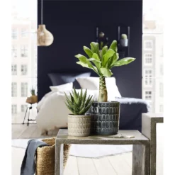 Scheurich Elna Yellow Ceramic Pot - 16cm -Lifetime Sales 12912158 1254845868136031