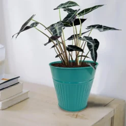 Ribbed Planter (3 Colour Mix) - 14cm -Lifetime Sales 13193958 1734933504233246