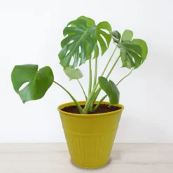 Ribbed Planter (3 Colour Mix) - 14cm -Lifetime Sales 13193958 2054933504207512