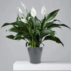 Ribbed Planter (3 Colour Mix) - 14cm -Lifetime Sales 13193958 8364933504175406