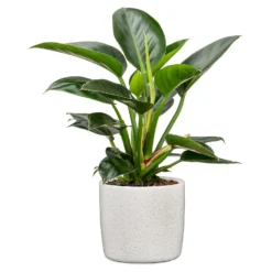 Perla White Plant Pot - 24cm -Lifetime Sales 13432920 1024914558076986