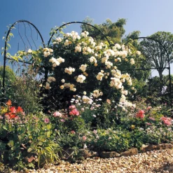 Agriframes Round Garden Screen - W 1.2m X H 2.9m - Black -Lifetime Sales 13526229 8094935041228670