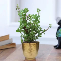 Hammered Brass Indoor Plant Pot - 20cm -Lifetime Sales 13887187 5254999810003002