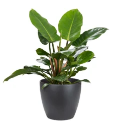 Scheurich Black Indoor Pot - 25cm 6 Scheurich Black Indoor Pot - 25cm -Lifetime Sales 13953250 2104987119779034