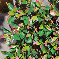 Faux Leaf Trellis 90x180cm - Red Robin -Lifetime Sales 13971223 1745014602988866