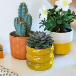 Two Tone Ombre Indoor Plant Pot - 12cm -Lifetime Sales 14197407 1225024191593906