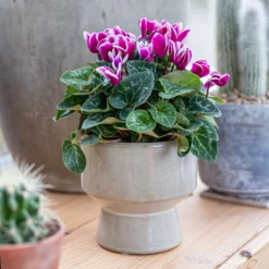 Chamfered Indoor Plant Pot - 13cm -Lifetime Sales 14197408 5005024191396185